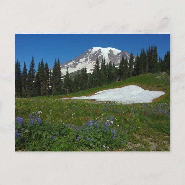 Cartão Postal Monte Rainier, Flores Silvestres e Neve (Frente)