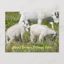 Cartão Postal Monte Rainier Mountain Goats