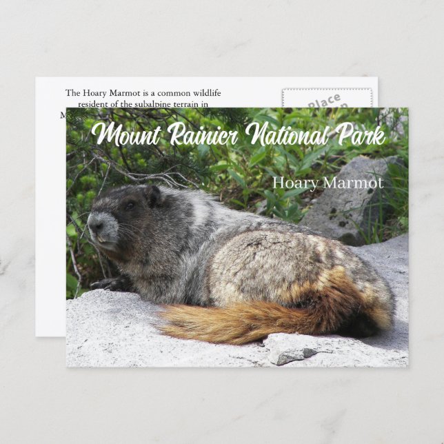 Cartão Postal Monte Rainier National Park Hoary Marmot Foto (Frente/Verso)