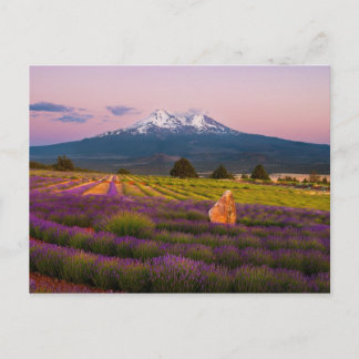 Cartão Postal Monte Shasta Lavanda Sunset..