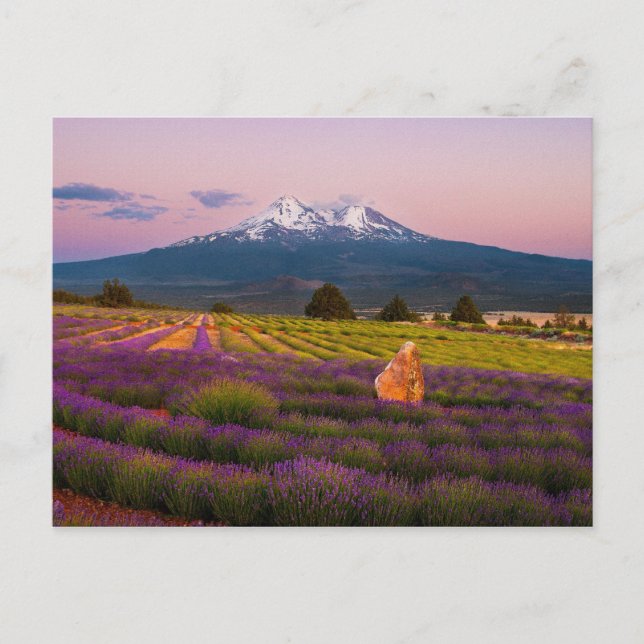 Cartão Postal Monte Shasta Lavanda Sunset.. (Frente)