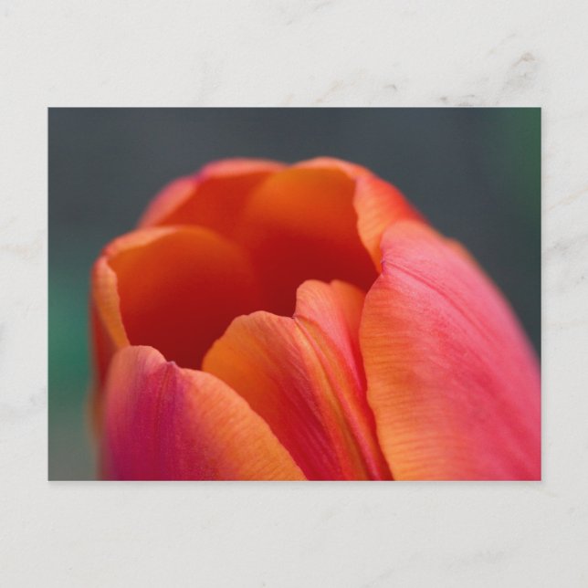 Cartão Postal monte tulipa (Frente)