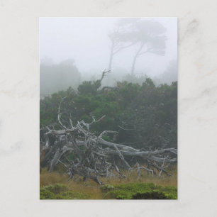 Cartão Postal Monterey Fog