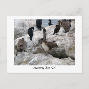 Cartão postal Monterey Pelicanos