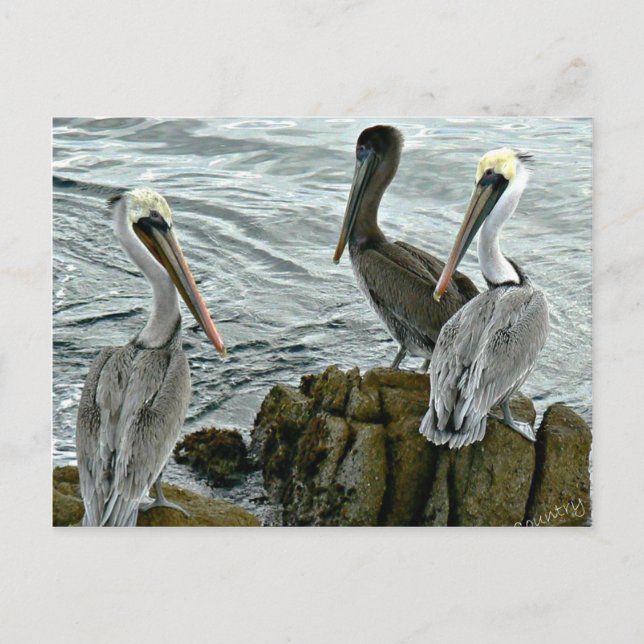Cartão Postal Monterey Pelicans (Frente)