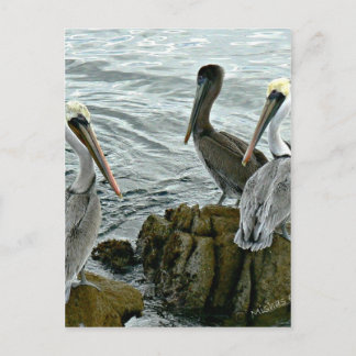 Cartão Postal Monterey Pelicans