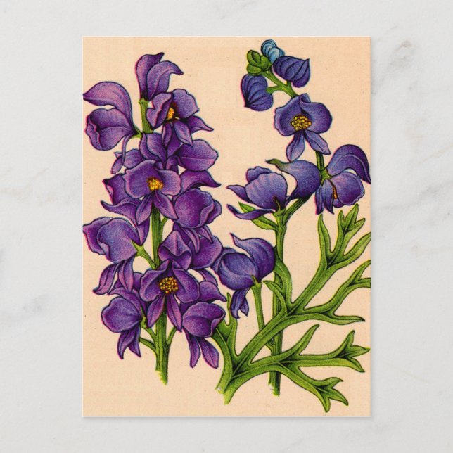 Cartão Postal montes roxos (Frente)