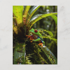 Cartão Postal Monteverde Cloud Forest Red Eyed Treefrog