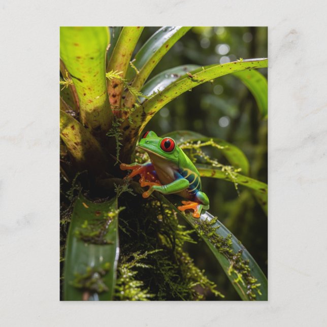 Cartão Postal Monteverde Cloud Forest Red Eyed Treefrog (Frente)