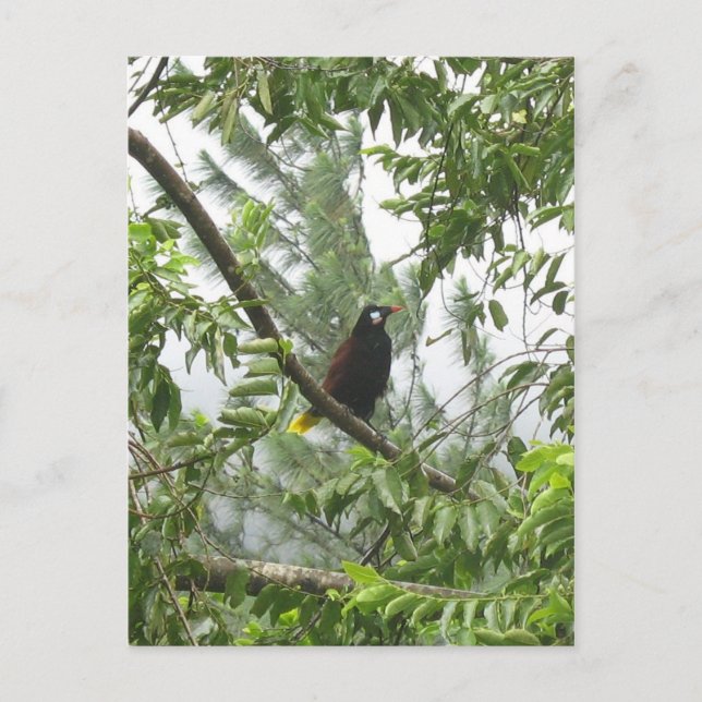 Cartão Postal Montezuma Oropendola (Frente)