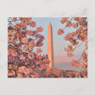Cartão Postal Monumento a Washington - Flores de Cerejeira