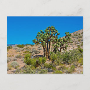 Cartão Postal Monumento Nacional Dourado Butte