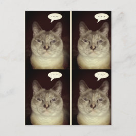 Cartão Postal Moody Cat