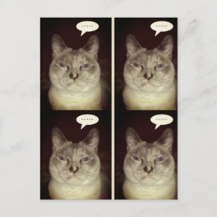 Cartão Postal Moody Cat