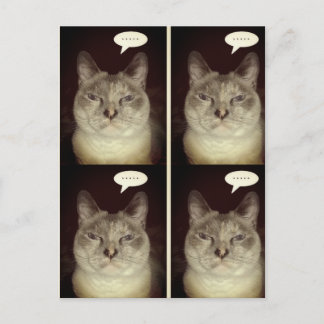 Cartão Postal Moody Cat