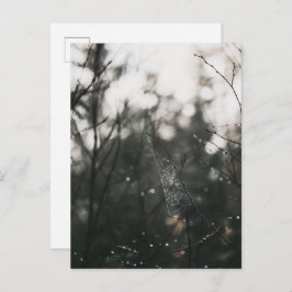 Cartão Postal Moody Forest Dew Spider Web