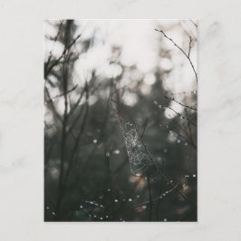 Cartão Postal Moody Forest Dew Spider Web