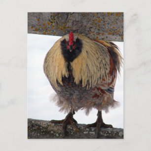 Cartão postal Moody Winter Rooster