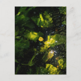 Cartão Postal Moody Yellow Water Lily in sparkling light