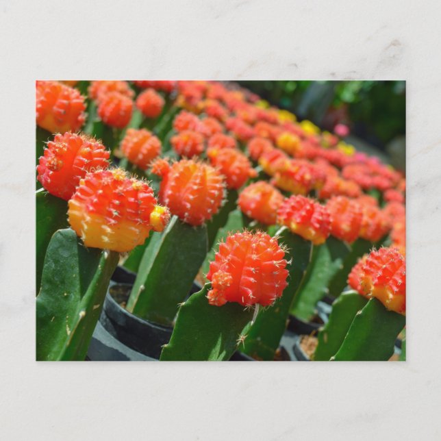 Cartão Postal Moon Cactus (Frente)