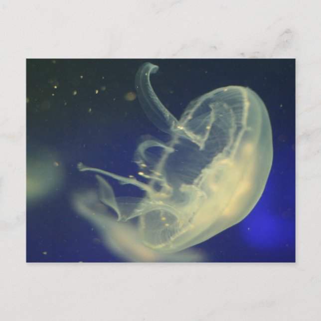 Cartão Postal Moon Jellyfish (Frente)