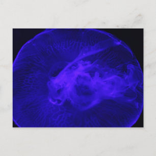 Cartão Postal Moon Jellyfish # 32