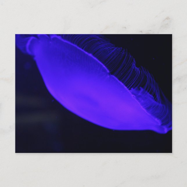 Cartão Postal Moon Jellyfish # 5 (Frente)