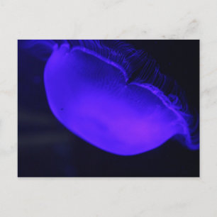 Cartão Postal Moon Jellyfish nº 6