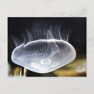 Cartão Postal Moon Jellyfish Postcard