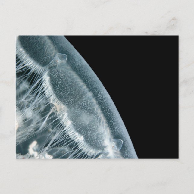 Cartão Postal Moon Rise (Frente)