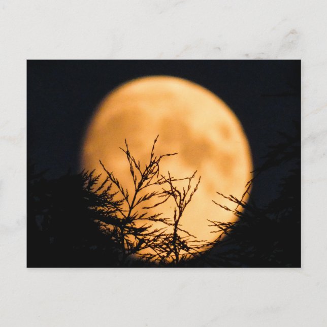 Cartão Postal Moon Silhouette (Frente)