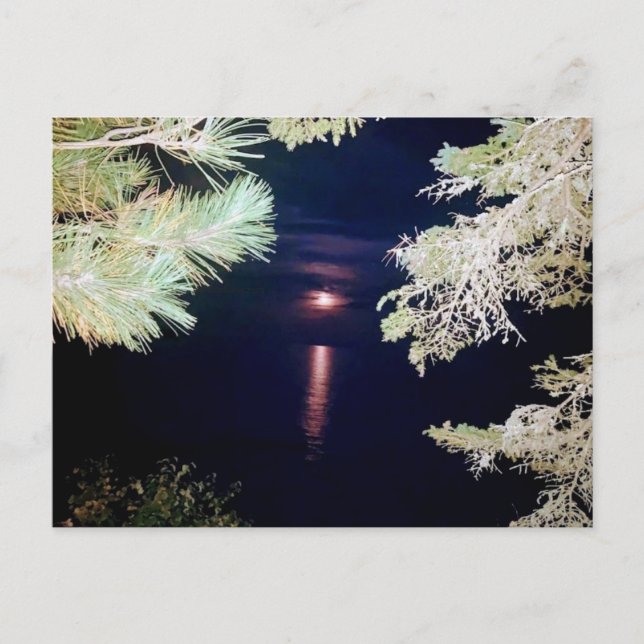 Cartão Postal Moon Through the Pines of Big Bay 2023 Postcard (Frente)