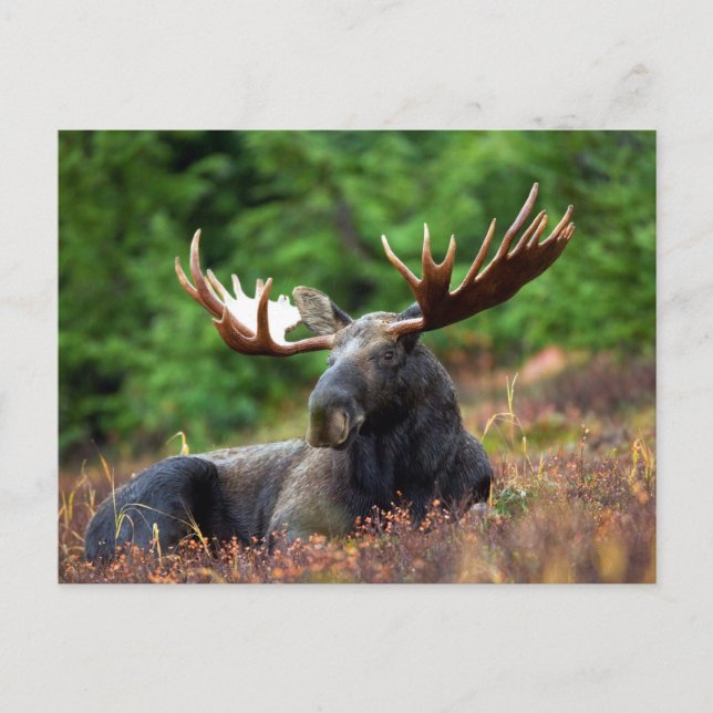 Cartão Postal Mooose! (Frente)