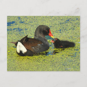 Cartão Postal Moorhen com Baby