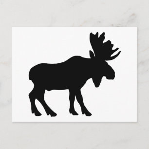 Cartão Postal Moose