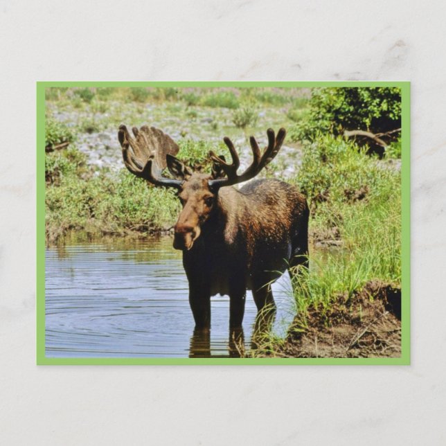 Cartão Postal Moose (Frente)
