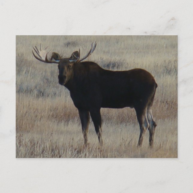 Cartão Postal Moose Bull M4 (Frente)