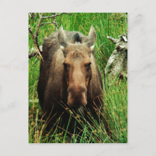 Cartão Postal Moose Canadense