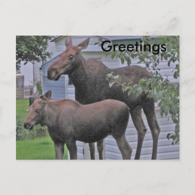 Cartão Postal Moose com bezerro - Cartão-postal de saudações (Frente)