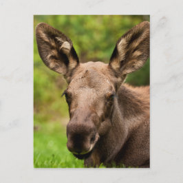 Cartão Postal Moose Curiosa