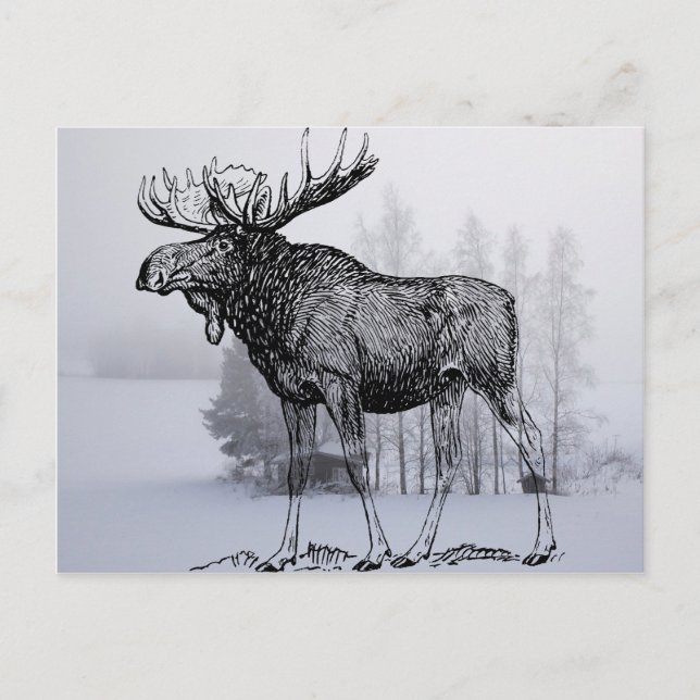 Cartão Postal Moose de inverno (Frente)