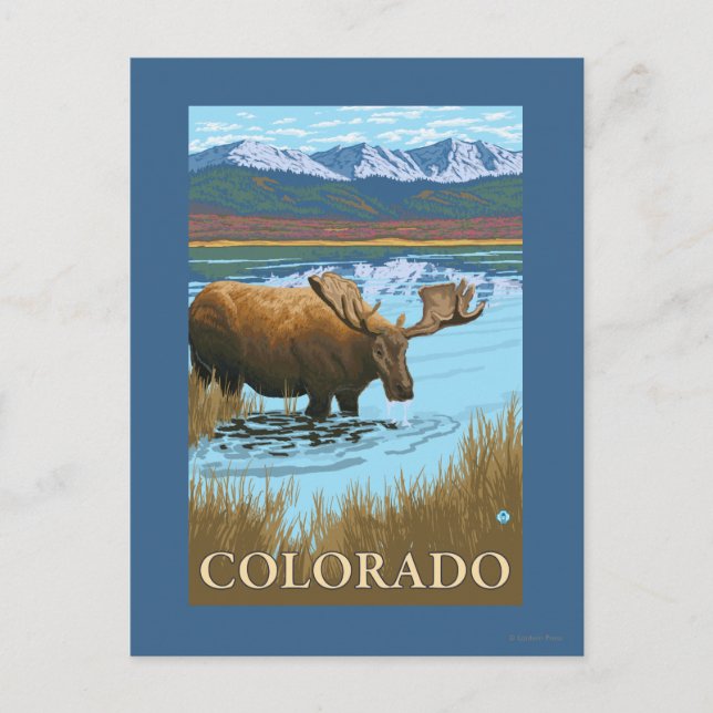 Cartão Postal Moose DrinkingColorado (Frente)