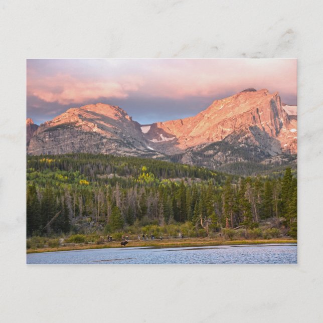 Cartão Postal Moose E Turistas Em Sprague Lake, Colorado (Frente)