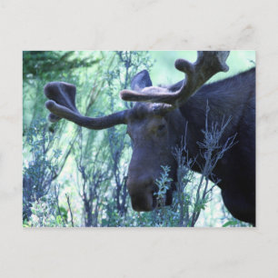 Cartão Postal Moose em Jackson Hole, Wyoming
