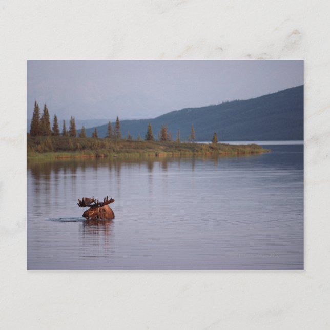 Cartão Postal Moose Nadando no Lago (Frente)