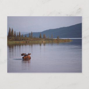 Cartão Postal Moose Nadando no Lago
