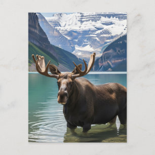 Cartão Postal Moose no Banff National Park Canadá