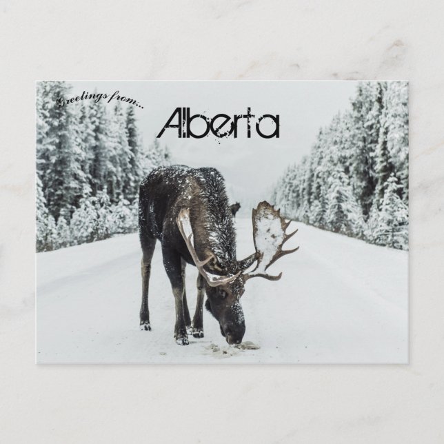 Cartão Postal Moose No Inverno Em Jasper Alberta Canadá (Frente)