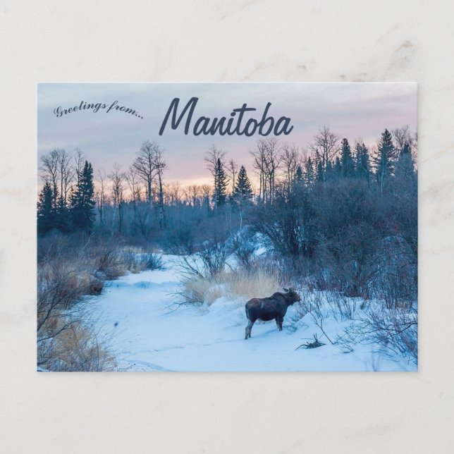 Cartão Postal Moose no inverno no lago Audy Manitoba Canadá (Frente)