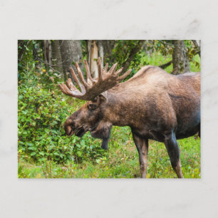 Cartão Postal Moose Península do Kenai, Alasca